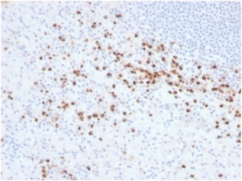 IHC staining of FFPE human tonsil tissue with LYZ antibody (clone LYZ/3942). HIER: boil tissue sections in pH 9 10mM Tris with 1mM EDTA for 20 min and allow to cool before testing.