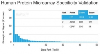 Analysis of HuProt(TM) microarray containing more than 19,000 full-length human proteins using LYZ antibody (clone LYZ/3942). These results demonstrate the foremost specificity of the LYZ/3942 mAb. Z- and S- score: The Z-score represents the strength of a signal that an antibody (in combination with a fluorescently-tagged anti-IgG secondary Ab) produces when binding to a particular protein on the HuProt(TM) array. Z-scores are described in units of standard deviations (SD's) above the mean value of all signals generated on that array. If the targets on the HuProt(TM) are arranged in descending order of the Z-score, the S-score is the difference (also in units of SD's) between the Z-scores. The S-score therefore represents the relative target specificity of an Ab to its intended target.