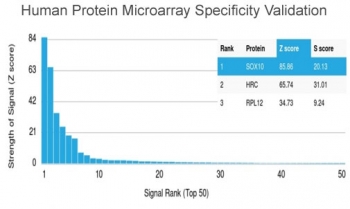 Analysis of HuProt(TM) microarray containing more than 19,000 full-length human proteins using SOX10/Neural Crest Marker antibody (clone SOX10/992). These results demonstrate the foremost specificity of the SOX10/992 mAb. Z- and S- score: The Z-score represents the strength of a signal that an antibody (in combination with a fluorescently-tagged anti-IgG secondary Ab) produces when binding to a particular protein on the HuProt(TM) array. Z-scores are described in units of standard deviations (SD's) above the mean value of all signals generated on that array. If the targets on the HuProt(TM) are arranged in descending order of the Z-score, the S-score is the difference (also in units of SD's) between the Z-scores. The S-score therefore represents the relative target specificity of an Ab to its intended target.