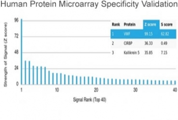 Analysis of HuProt(TM) microarray containing more than 19,000 full-length human proteins using von Willebrand Factor antibody (clone VWF/4106). These results demonstrate the foremost specificity of the VWF/4106 mAb. Z- and S- score: The Z-score represents the strength of a signal that an antibody (in combination with a fluorescently-tagged anti-IgG secondary Ab) produces when binding to a particular protein on the HuProt(TM) array. Z-scores are described in units of standard deviations (SD's) above the mean value of all signals generated on that array. If the targets on the HuProt(TM) are arranged in descending order of the Z-score, the S-score is the difference (also in units of SD's) between the Z-scores. The S-score therefore represents the relative target specificity of an Ab to its intended target.