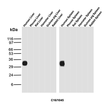 CD16 Antibody Immune Tissue WB. Western blot analysis of human liver, mouse liver, rat liver, hamster liver, guinea pig liver, rabbit liver, human spleen, mouse spleen, rat spleen, hamster spleen, guinea pig spleen, and rabbit spleen tissue lysates using CD16 antibody clone C16/1045. A distinct immunoreactive band is detected in human liver and human spleen samples near the expected molecular weight range of FCGR3 / CD16, consistent with expression of this Fc gamma receptor in immune-associated tissues involved in leukocyte activation and Fc-mediated innate immune signaling pathways.