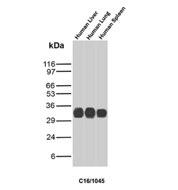 CD16 Antibody Human Tissue WB. Western blot analysis of human liver, human lung, and human spleen tissue lysates using CD16 mouse monoclonal antibody clone C16/1045. Distinct bands are detected near the expected molecular weight range of FCGR3 / CD16 across multiple human tissues, supporting endogenous expression of this immune cell-associated Fc receptor involved in antibody-dependent cellular cytotoxicity and leukocyte signaling pathways.