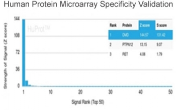 DMD Antibody HuProt Microarray Specificity. Protein microarray analysis using DMD Antibody (clone DMD/3676) demonstrates highly specific binding to DMD / Dystrophin, with the target protein ranked as the top hit and showing a strong Z score with clear separation from all other proteins on the array. Signal intensity decreases sharply for non-target proteins, supporting selective recognition with minimal off-target interaction. Z score represents the strength of signal in standard deviations above the mean of all array signals, while S score reflects the separation between ranked targets and provides a measure of relative specificity.