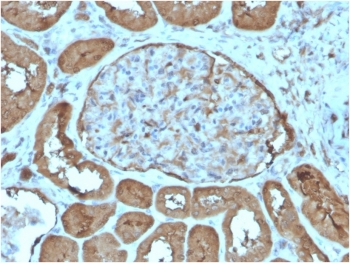 Immunohistochemistry analysis of Laminin gamma 1 / LAMC1 antibody (clone LAMC1/3162) in human kidney tissue. Formalin-fixed, paraffin-embedded human kidney tissue was stained using Laminin gamma 1 antibody (clone LAMC1/3162). Heat-induced epitope retrieval was performed by boiling tissue sections in 10 mM Tris with 1 mM EDTA, pH 9.0, for 20 minutes, followed by cooling at room temperature prior to antibody incubation. Brown chromogenic signal outlines basement membrane structures of renal tubules and glomeruli, producing a continuous linear staining pattern along tubular epithelial and glomerular capillary basement membranes, while tubular epithelial cytoplasm and interstitial stromal regions show minimal staining. This staining pattern reflects basement membrane-associated expression of Laminin gamma 1 in kidney tissue.