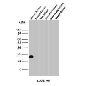Lambda Light Chain Antibody rLLC/3774R Species Specificity in Spleen Lysates WB. Western blot testing of human, mouse, rat, hamster, guinea pig, and rabbit spleen tissue lysates with Lambda Light Chain Antibody clone LLC/3774R detects a strong, discrete band at approximately 26-28 kDa in human spleen, with no corresponding signal detected in the other species tested. The observed band is consistent with the expected migration of human immunoglobulin lambda light chain and demonstrates human-specific recognition by the Immunoglobulin Lambda Locus Antibody under the tested conditions.