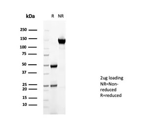 SDS-PAGE analysis of purified, BSA-free CD36 antibody (clone CD36/7217) as confirmation of integrity and purity.
