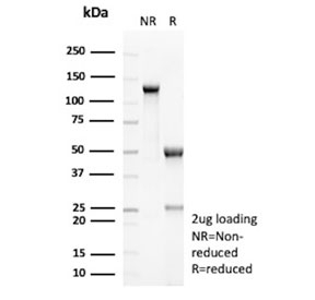 SDS-PAGE analysis of purified, BSA-free Muellerian Inhibiting Factor antibody (clone AMH/6713R) as confirmation of integrity and purity.