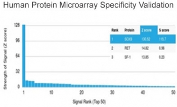 Analysis of HuProt(TM) microarray containing more than 19,000 full-length human proteins using SOX9 antibody (clone SOX9/2387). These results demonstrate the foremost specificity of the SOX9/2387 mAb. Z- and S- score: The Z-score represents the strength of a signal that an antibody (in combination with a fluorescently-tagged anti-IgG secondary Ab) produces when binding to a particular protein on the HuProt(TM) array. Z-scores are described in units of standard deviations (SD's) above the mean value of all signals generated on that array. If the targets on the HuProt(TM) are arranged in descending order of the Z-score, the S-score is the difference (also in units of SD's) between the Z-scores. The S-score therefore represents the relative target specificity of an Ab to its intended target.