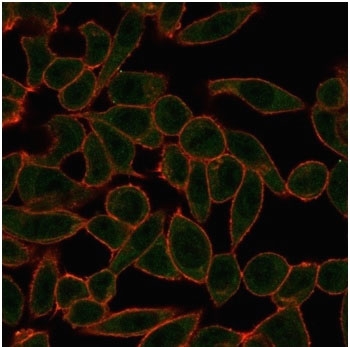 ETS2 Antibody HeLa IF. Immunofluorescence analysis of PFA-fixed human HeLa cells using ETS2 antibody (green) shows nuclear localization consistent with its role as a transcriptional regulator downstream of MAPK signaling, while phalloidin (red) highlights the actin cytoskeleton; detection was performed with clone PCRP-ETS2-1D9.