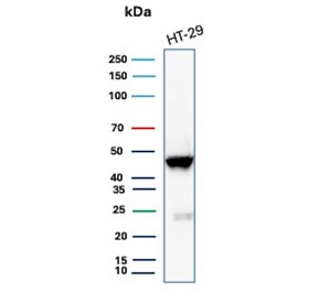 Cytokeratin 20 Antibody Recombinant Mouse MAb rKRT20/6536. Western blot analysis of human HT-29 cell lysate using Cytokeratin 20 Antibody Recombinant Mouse MAb rKRT20/6536. Lane 1: human HT-29 cell lysate. A band is detected at approximately 46 kDa, consistent with the predicted molecular weight of Keratin 20 / Cytokeratin 20 (KRT20), an epithelial intermediate filament protein commonly expressed in gastrointestinal epithelial cells such as HT-29 colorectal adenocarcinoma cells.