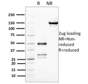 SDS-PAGE analysis of purified, BSA-free Bcl-W antibody (clone PCRP-BCL2L2-1A4) as confirmation of integrity and purity.