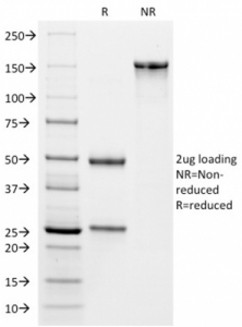SDS-PAGE analysis of purified, BSA-free VISTA antibody (clone VISTA/2864) as confirmation of integrity and purity.