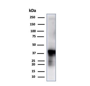 Western blot testing of human liver tissue using monoclonal GLUL antibody (clone GLUL/6604). Predicted molecular weight ~42 kDa.