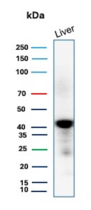 GLUL Antibody Liver WB. Western blot analysis of human liver lysate using GLUL Antibody mouse monoclonal clone GLUL/6604. A strong band is detected at approximately 42-45 kDa, consistent with the predicted molecular weight of Glutamate-ammonia ligase / GLUL, a key metabolic enzyme involved in glutamine biosynthesis and nitrogen homeostasis in hepatic tissue. Faint lower molecular weight bands likely represent minor degradation products or partially processed GLUL species commonly observed in liver tissue lysates.