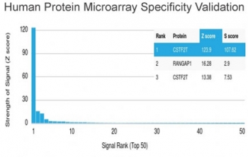 CSTF2T Antibody Protein Microarray Validation. Analysis of HuProt(TM) microarray containing more than 19,000 full-length human proteins using clone PCRP-CSTF2T-1A3. These results demonstrate high specificity of the mouse monoclonal antibody for Cleavage stimulation factor subunit 2 tau / CSTF2T, a regulator of mRNA cleavage and alternative polyadenylation pathways. Z- and S-score analysis confirms strong preferential binding to the intended target relative to non-specific proteins represented on the HuProt(TM) array. The Z-score represents the signal strength generated by antibody binding to an individual protein relative to the overall array background, while the S-score reflects the relative specificity gap between the top-ranked target and subsequent proteins on the array.