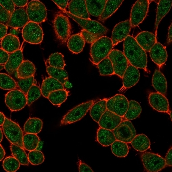 FRA2 Antibody IF. Immunofluorescent staining of PFA-fixed human HeLa cells using FRA2 Antibody / FOSL2 AP-1 Transcription Factor Antibody clone PCRP-FOSL2-1B1 (green) demonstrates predominantly nuclear staining consistent with the expected localization of Fos-related antigen 2 / FOSL2 as an AP-1 family transcription factor. Phalloidin counterstaining (red) highlights the actin cytoskeleton and cellular morphology.