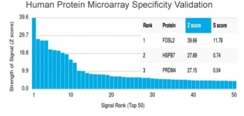 FRA2 Antibody Protein Microarray Specificity Analysis. Analysis of HuProt(TM) microarray containing more than 19,000 full-length human proteins using FRA2 Antibody / FOSL2 AP-1 Transcription Factor Antibody (clone PCRP-FOSL2-1B1). HuProt testing identified FOSL2 as the top-ranked target for this clone, with additional lower-ranked signals detected for other proteins. The Z-score represents signal strength generated by antibody binding relative to the mean array signal, while the S-score reflects the difference in signal intensity between successive ranked targets. These findings support target reactivity for FOSL2 while complementary IF and FACS data provide additional application-based validation context for clone PCRP-FOSL2-1B1.