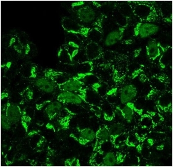 Immunofluorescent staining of PFA-fixed human MCF-7 cells using GMNN antibody (clone GMNN/3665).