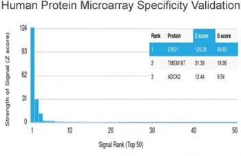 ERG Antibody Microarray Validation. Analysis of HuProt(TM) microarray containing more than 19,000 full-length human proteins using ERG antibody (clone ERG/2107) demonstrates highly specific binding to ERG (ETS-related gene), with strong signal intensity and clear separation from non-target proteins. Z- and S-score metrics confirm target specificity, where the Z-score reflects signal strength relative to background and the S-score represents the relative specificity compared to the next highest-ranking proteins.