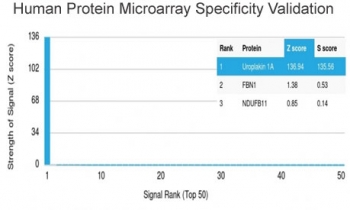 HuProt protein microarray specificity analysis of Uroplakin 1A antibody (clone UPK1A/2924). The antibody was screened against a HuProt microarray containing more than 19,000 full-length human proteins. Signal intensity is expressed as a Z-score, representing the number of standard deviations above the mean signal generated across the array when the antibody, together with a fluorescently labeled anti-IgG secondary antibody, binds to a given protein. Proteins are ranked in descending order by Z-score, and the S-score reflects the difference in Z-scores between the top-ranked protein and the next highest signal, providing a quantitative measure of relative target specificity. Clone UPK1A/2924 demonstrates a markedly elevated Z-score for Uroplakin 1A with strong S-score separation from other proteins, supporting highly specific recognition of UPK1A on the array.