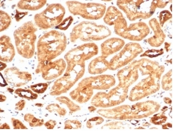 Recombinant AKR1B1 Antibody Kidney Immunohistochemistry. IHC staining of FFPE human kidney tissue with recombinant AKR1B1 antibody (clone AKR1B1/7009R). HIER: boil tissue sections in pH 9 10mM Tris with 1mM EDTA for 20 min and allow to cool before testing.