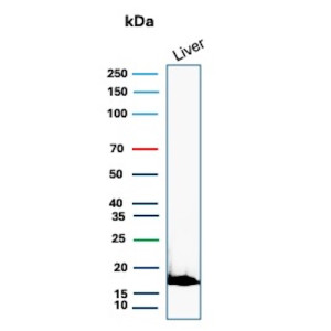 Haptoglobin Antibody HP/3839 Detection in Human Liver WB. Western blot analysis of human liver tissue lysate using Haptoglobin Antibody clone HP/3839. A strong, discrete band is detected at approximately 18 kDa. Haptoglobin is synthesized as an approximately 45 kDa precursor that undergoes proteolytic processing into alpha and beta chains; differences in proteolytic processing and glycosylation can influence the apparent molecular weight of haptoglobin species on SDS-PAGE.