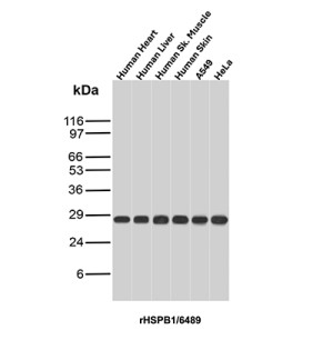 Recombinant HSPB1 Antibody rHSPB1/6489 Detection in Human Tissues and Cell Lines WB. Western blot analysis of human heart, liver, skeletal muscle and skin tissue lysates, and A549 and HeLa cell lysates using Recombinant HSPB1 Antibody clone rHSPB1/6489 shows a strong, discrete band at approximately 27-28 kDa in all six samples, consistent with the expected migration of HSPB1/HSP27. Minimal background is observed across the tissue and cell lysates.