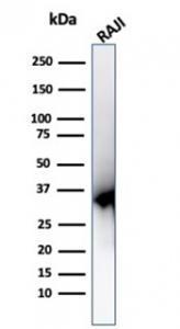Western blot testing of human Raji cell lysate using PCNA antibody (clone PCNA/6580).