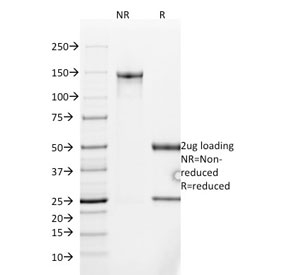 SDS-PAGE analysis of purified, BSA-free Mucin-2 antibody (clone SPM513) as confirmation of integrity and purity.