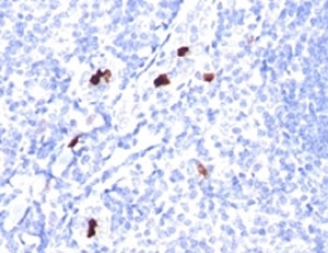 Myeloid Cell Antibody IHC. Immunohistochemistry testing of formalin-fixed, paraffin-embedded human tonsil stained with Myeloid Cell antibody (SPM298).