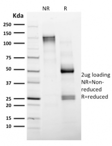 SDS-PAGE analysis of purified, BSA-free CD4 Antibody for FACS / Immune Cell Phenotyping Antibody (clone CD4/1604) as confirmation of integrity and purity.