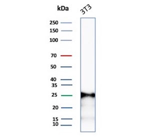 Western blot testing of mouse NIH 3T3 cell lysate with recombinant p27Kip1 antibody.