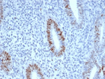 CCNE1 Antibody Endometrium IHC. Immunohistochemistry staining of FFPE human endometrium with CCNE1 antibody (clone CCNE1/4935R). HIER: boil tissue sections in pH 9 10mM Tris with 1mM EDTA for 20 min and allow to cool before testing.