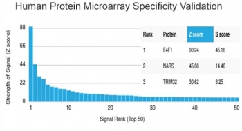 Analysis of HuProt(TM) microarray containing more than 19,000 full-length human proteins using E4F1 antibody (clone PCRP-E4F1-2D1). These results demonstrate the foremost specificity of the PCRP-E4F1-2D1 mAb. Z- and S- score: The Z-score represents the strength of a signal that an antibody (in combination with a fluorescently-tagged anti-IgG secondary Ab) produces when binding to a particular protein on the HuProt(TM) array. Z-scores are described in units of standard deviations (SD's) above the mean value of all signals generated on that array. If the targets on the HuProt(TM) are arranged in descending order of the Z-score, the S-score is the difference (also in units of SD's) between the Z-scores. The S-score therefore represents the relative target specificity of an Ab to its intended target.
