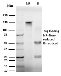 SDS-PAGE analysis of purified, BSA-free EIF4A2 antibody (clone PCRP-EIF4A2-2B5) as confirmation of integrity and purity.
