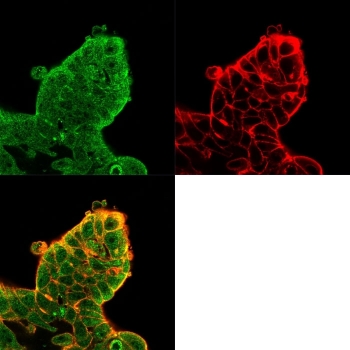 EIF4E Antibody MCF-7 IF. Immunofluorescence analysis of PFA-fixed human MCF-7 cells stained with EIF4E antibody detecting Eukaryotic translation initiation factor 4E (green), clone PCRP-EIF4E-1D3. Predominant cytoplasmic staining with fine granular distribution is observed, consistent with EIF4E localization in mRNA cap-binding translation initiation complexes and active protein synthesis regions. Phalloidin counterstain (red) highlights the actin cytoskeleton, with merged image showing overlap at the cell periphery.
