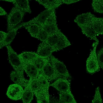 EIF4E Antibody HeLa IF. Immunofluorescence analysis of PFA-fixed human HeLa cells stained with EIF4E antibody detecting Eukaryotic translation initiation factor 4E (green), clone PCRP-EIF4E-1D3. Diffuse cytoplasmic staining with a punctate granular pattern is observed, consistent with EIF4E localization in mRNA cap-binding complexes and regions of active translation initiation. Signal is distributed throughout the cytoplasm with minimal nuclear staining, reflecting its role in cap-dependent protein synthesis.