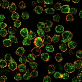 IRF3 Antibody K562 Immunofluorescence. Immunofluorescent analysis of human K562 cells stained with IRF3 Antibody demonstrates prominent punctate cytoplasmic and perinuclear green fluorescence consistent with IRF3-associated innate immune signaling and interferon regulatory pathway localization. This innate immune signaling antibody highlights antiviral response-associated transcriptional regulatory biology and stress-response signaling organization in hematologic-derived cells. Phalloidin co-staining (red) labels actin-associated cytoskeletal structures.