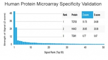 TCF25 Antibody HuProt Microarray Specificity Validation. Analysis of a HuProt(TM) microarray containing more than 19,000 full-length human proteins using TCF25 Antibody / Transcription Factor Protein Antibody clone PCRP-TCF25-1A11 demonstrates highly selective recognition of TCF25/Transcription factor 25. The intended TCF25 target ranks first among all proteins analyzed on the array, with strong separation from secondary signals, supporting the specificity profile of this mouse monoclonal antibody for transcription factor and gene regulation research applications. Z-score represents signal intensity above background in standard deviation units, while S-score reflects the relative specificity of antibody binding compared with other proteins present on the HuProt(TM) platform.