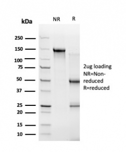 SDS-PAGE analysis of purified, BSA-free ZBTB46 antibody (PCRP-ZBTB46-2B8) as confirmation of integrity and purity.