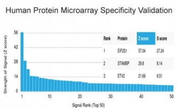 EIF2S1 Antibody HuProt Microarray. Analysis of a HuProt(TM) microarray containing more than 19,000 full-length human proteins using EIF2S1 antibody detecting eIF2 alpha, clone PCRP-EIF2S1-1C11. The antibody shows a strong and specific signal for EIF2S1 with an elevated Z-score and clear separation from lower-ranked proteins, resulting in an S-score consistent with target specificity. Z-score represents signal intensity in standard deviations above the array mean, while S-score reflects the difference between the top-ranked target and subsequent signals, indicating relative binding specificity of the monoclonal antibody.