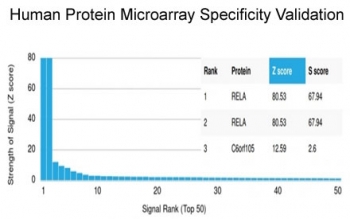 Analysis of HuProt(TM) microarray containing more than 19,000 full-length human proteins using p65 NF-kB antibody (clone PCRP-RELA-1E3). These results demonstrate the foremost specificity of the PCRP-RELA-1E3 mAb. Z- and S- score: The Z-score represents the strength of a signal that an antibody (in combination with a fluorescently-tagged anti-IgG secondary Ab) produces when binding to a particular protein on the HuProt(TM) array. Z-scores are described in units of standard deviations (SD's) above the mean value of all signals generated on that array. If the targets on the HuProt(TM) are arranged in descending order of the Z-score, the S-score is the difference (also in units of SD's) between the Z-scores. The S-score therefore represents the relative target specificity of an Ab to its intended target.