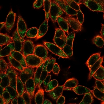 SMAD3 Antibody HeLa Cell IF. Immunofluorescence staining was performed on paraformaldehyde-fixed human HeLa cells using SMAD3 Antibody clone PCRP-SMAD3-1A2 (green). F-actin was counterstained with phalloidin (red). Distinct cytoplasmic and nuclear staining is observed, consistent with the intracellular distribution of SMAD3, while phalloidin clearly delineates the actin cytoskeleton and cell morphology. These results demonstrate that this TGF-beta Signaling Protein Antibody, a Protein Microarray Validated mouse monoclonal, is suitable for immunofluorescent detection of SMAD3 in cultured human cells.