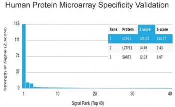 PGP9.5 Antibody Microarray Specificity Validated. Analysis of human protein microarray (HuProt). Human proteome microarray screening using PGP9.5 Antibody Microarray Specificity Validated, also known as UCHL1 antibody or Ubiquitin C-terminal hydrolase L1 antibody, demonstrates highly selective binding to UCHL1 as the top-ranked target among more than 19,000 full-length human proteins. Clone UCHL1/4558 shows a dominant Z-score and strong S-score separation from all non-target proteins, confirming exceptional specificity and minimal cross-reactivity. Z-score reflects signal intensity relative to the array mean, while S-score represents the specificity gap between the top target and subsequent proteins, supporting high-confidence target recognition in complex proteomic environments.