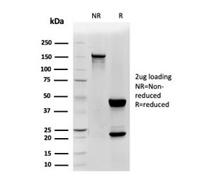 SDS-PAGE analysis of purified, BSA-free CD48 antibody (clone CD48/4785) as confirmation of integrity and purity.