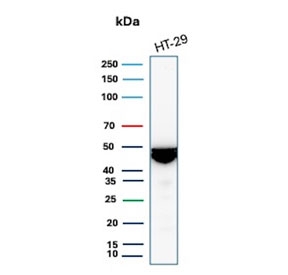 Keratin 20 Antibody Recombinant Rabbit MAb KRT20/4879R. Western blot analysis of human HT-29 cell lysate using Keratin 20 Antibody Recombinant Rabbit MAb KRT20/4879R. Lane 1: human HT-29 cell lysate. A band is detected at approximately 46 kDa, consistent with the predicted molecular weight of Keratin 20 / Cytokeratin 20 (KRT20), an epithelial intermediate filament protein commonly expressed in gastrointestinal epithelial cells such as HT-29 colorectal adenocarcinoma cells.