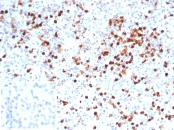 MPO Antibody Spleen IHC. Immunohistochemistry staining of FFPE human spleen tissue with MPO antibody (clone MPO/7116). Negative control inset: PBS instead of primary antibody to control for secondary binding. HIER: boil tissue sections in pH 9 10mM Tris with 1mM EDTA for 20 min and allow to cool before testing.