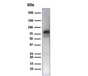 MPO Antibody Spleen WB. Western blot testing of human spleen tissue lysate using Myeloperoxidase/MPO antibody (clone MPO/7118). Expected molecular weight: 59-64 kDa (alpha chain, may be observed at higher molecular weights due to glycosylation), 150+ kDa (glycosylated mature form).