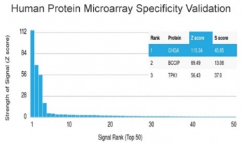 Chromogranin A Antibody Protein Microarray Validation. Analysis of a HuProt(TM) microarray containing more than 19,000 full-length human proteins demonstrates preferential binding of the Chromogranin A antibody clone CHGA/4219 to CHGA, with a markedly elevated Z-score relative to all other proteins on the array. The high S-score indicates strong specificity for Chromogranin A compared with off-target proteins. Z-score represents the signal intensity in standard deviations above the array mean, while S-score reflects the difference in Z-scores between the top-ranked target and the next highest signal, providing a quantitative measure of antibody specificity. These results support the protein microarray validated specificity of clone CHGA/4219.