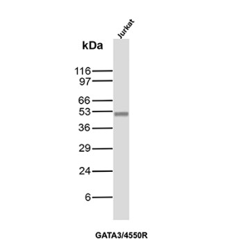 GATA3 Antibody Jurkat WB. Western blot analysis of human Jurkat cell lysate using GATA3 Antibody / GATA Binding Protein 3 Antibody clone GATA3/4550R. A distinct band is detected at approximately 48-50 kDa, consistent with the reported molecular weight of GATA binding protein 3 / GATA3, a zinc finger transcription factor involved in T-cell differentiation, immune lineage specification, and epithelial cell transcriptional regulation.